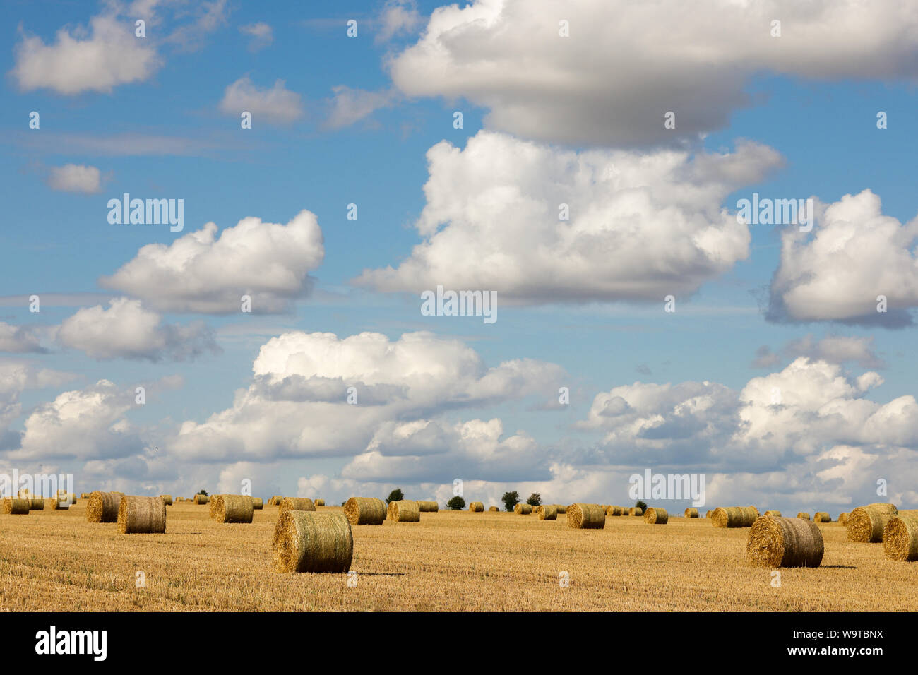 Harvest Time - Hay bales standing in a field on a beautiful summer day with blue skies and clouds Stock Photo