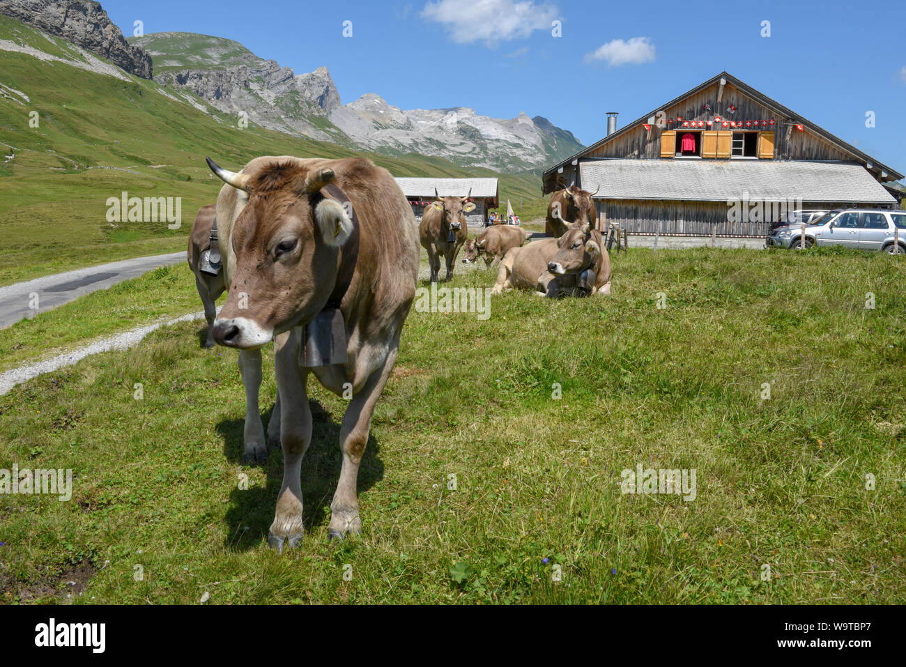 Grazing cows at Melchsee-Frutt on the Swiss alps Stock Photo - Alamy
