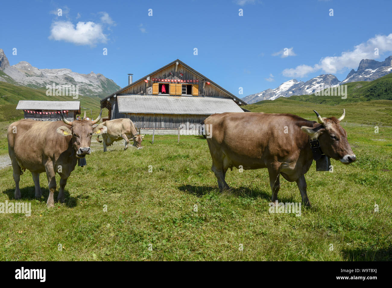 Grazing cows at Melchsee-Frutt on the Swiss alps Stock Photo - Alamy