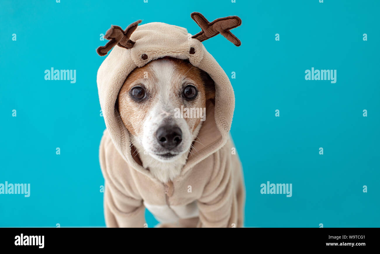 Dog wearing christmas deer costume Stock Photo Alamy