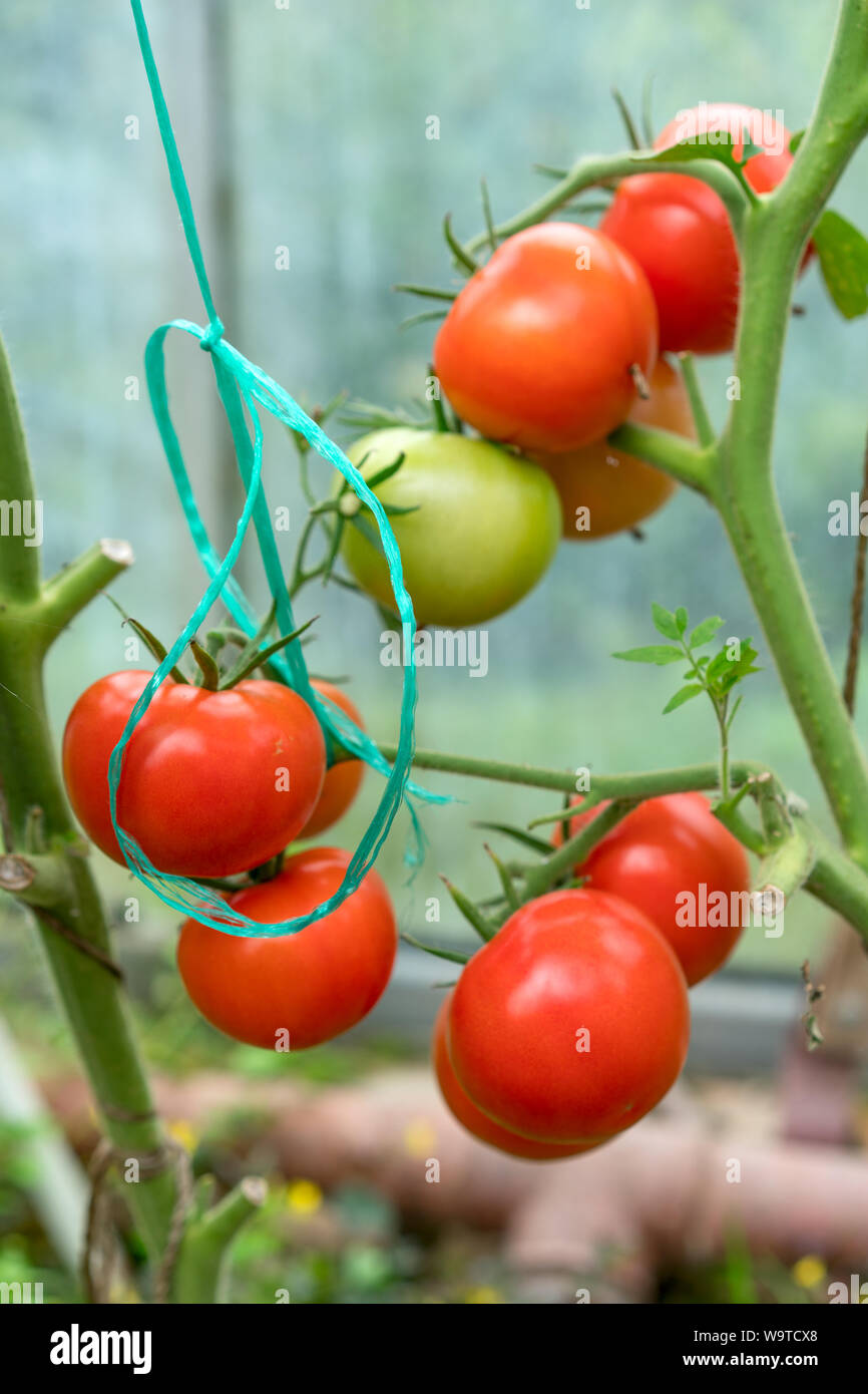 greenhouses and red and green tomatoes grown in the greenhouse Stock ...