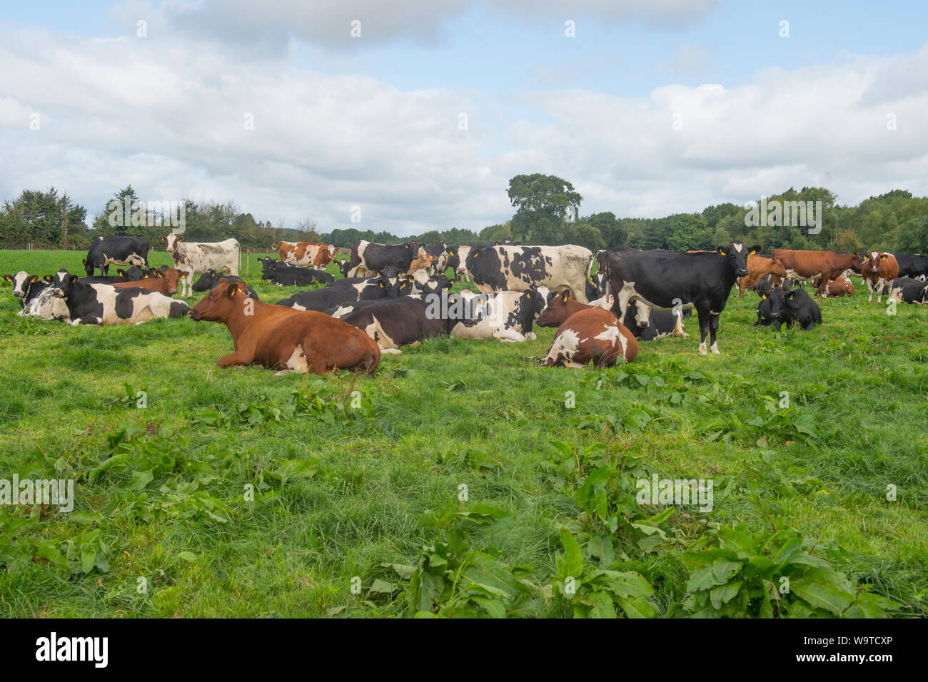 herd of cows lying down in a field Stock Photo