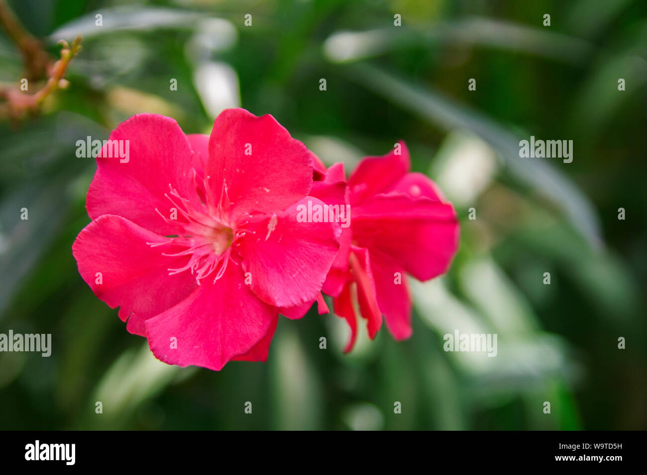 Valencia, Spain-07/19/2019: Jardin Botanico de la Universidad de Valencia, The Botanical Garden of the University of Valencia was founded in 1567 Stock Photo