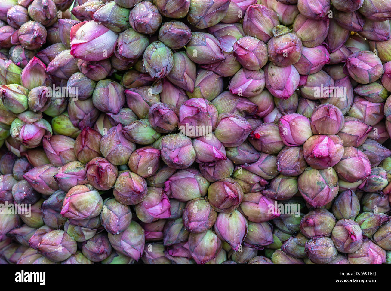 Lotus Flower Buds for Wallpaper/ Background uses. Stock Photo