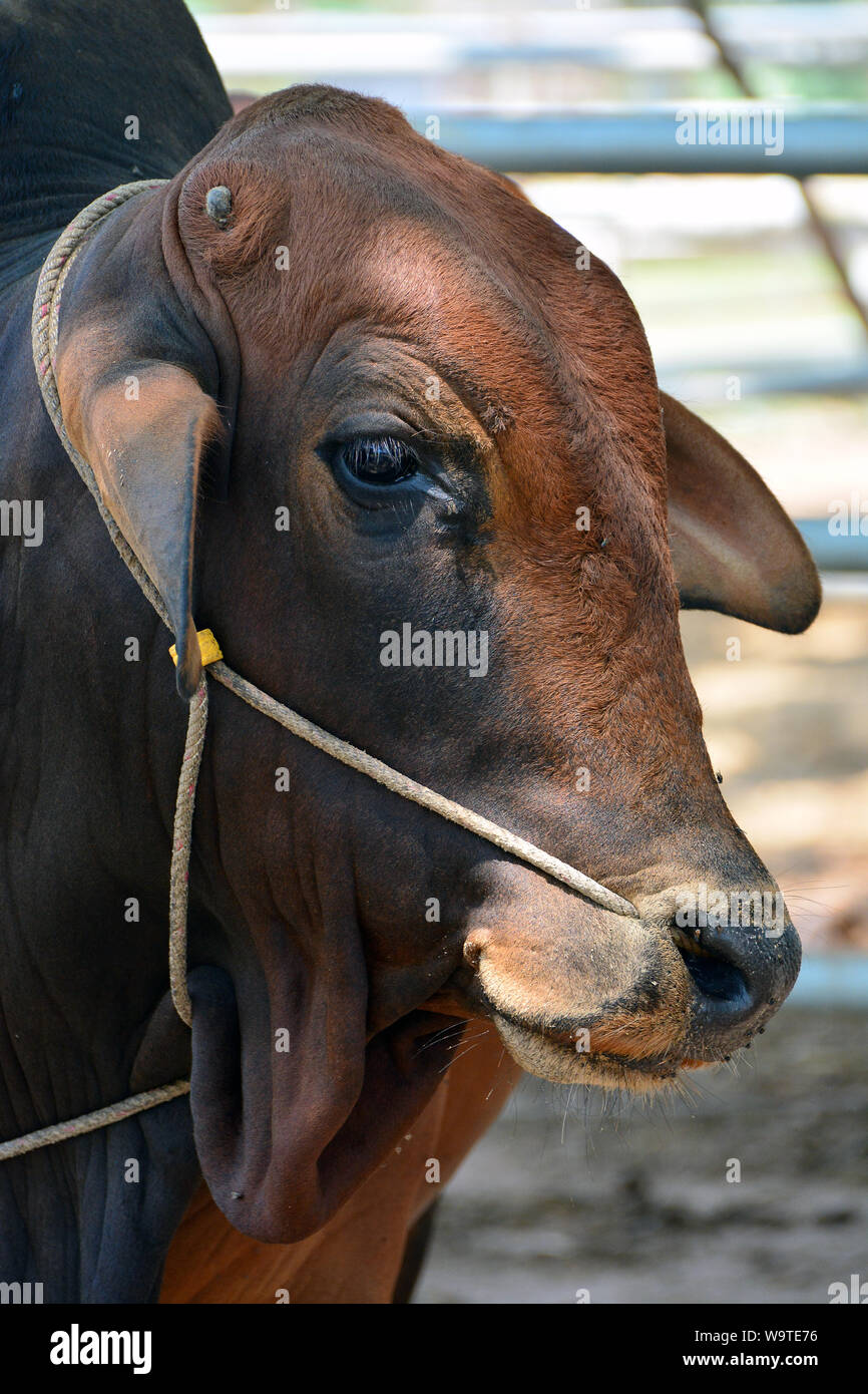 Indicus Cow Humped cattle hi-res stock photography and images - Alamy