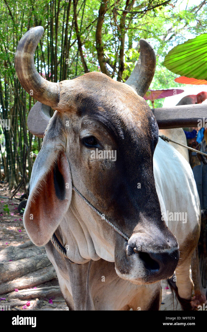 Buckelrind hi-res stock photography and images - Alamy
