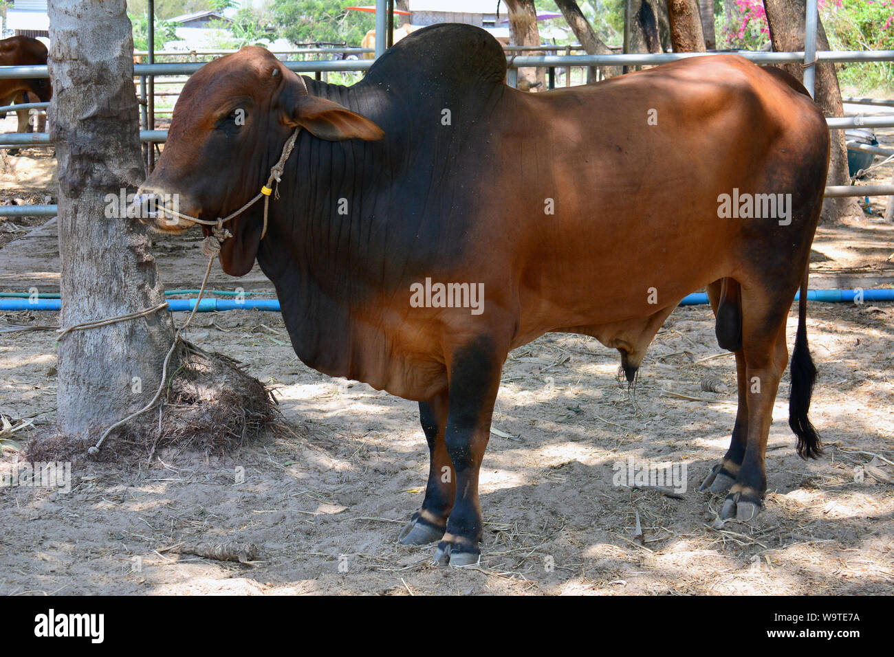 zebu, Bos primigenius indicus or Bos indicus or Bos taurus indicus,  Thailand, Asia Stock Photo - Alamy