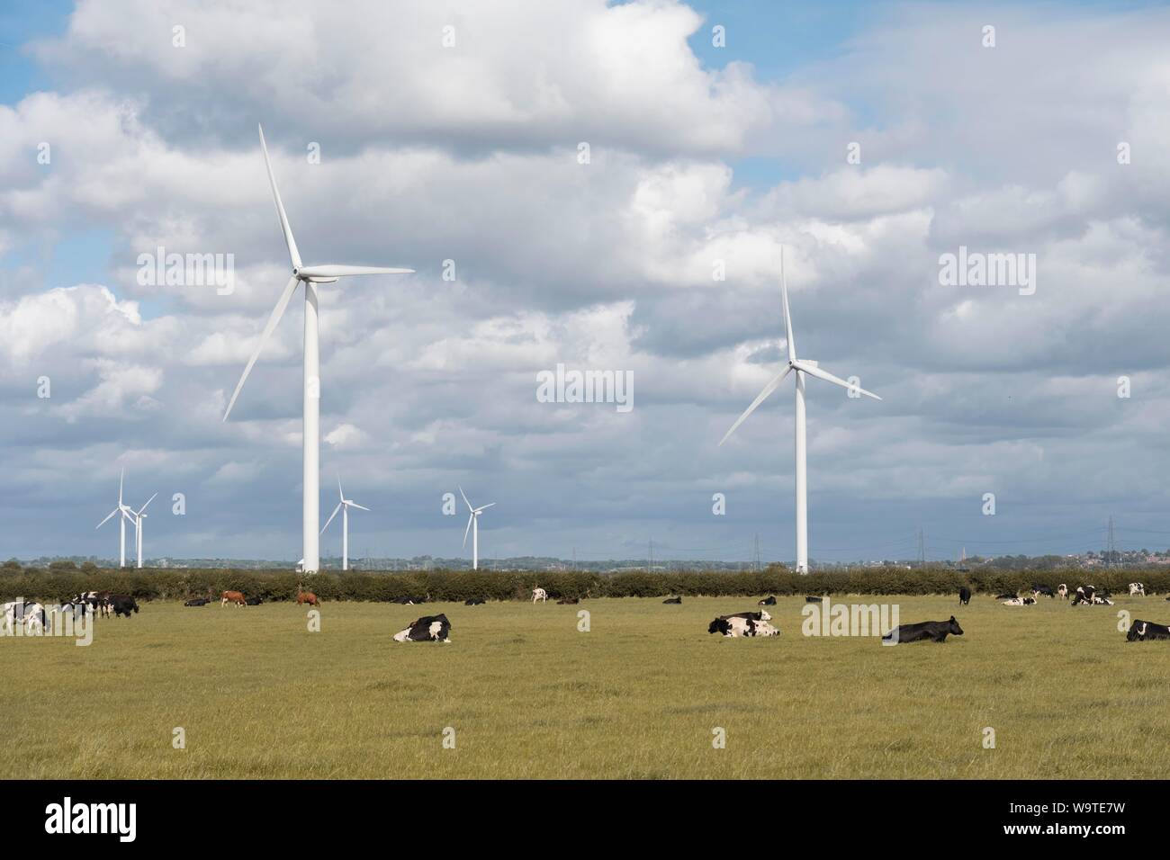 Wind turbine's in a field with cows Stock Photo