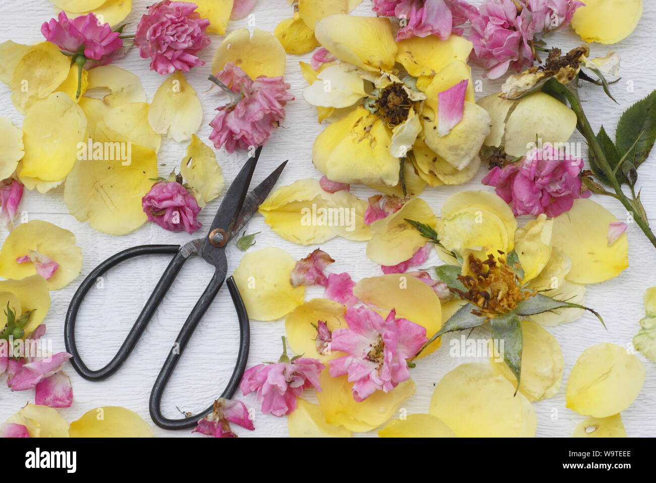 Rosa. Rose deadheads on textured white background in summer. UK Stock Photo