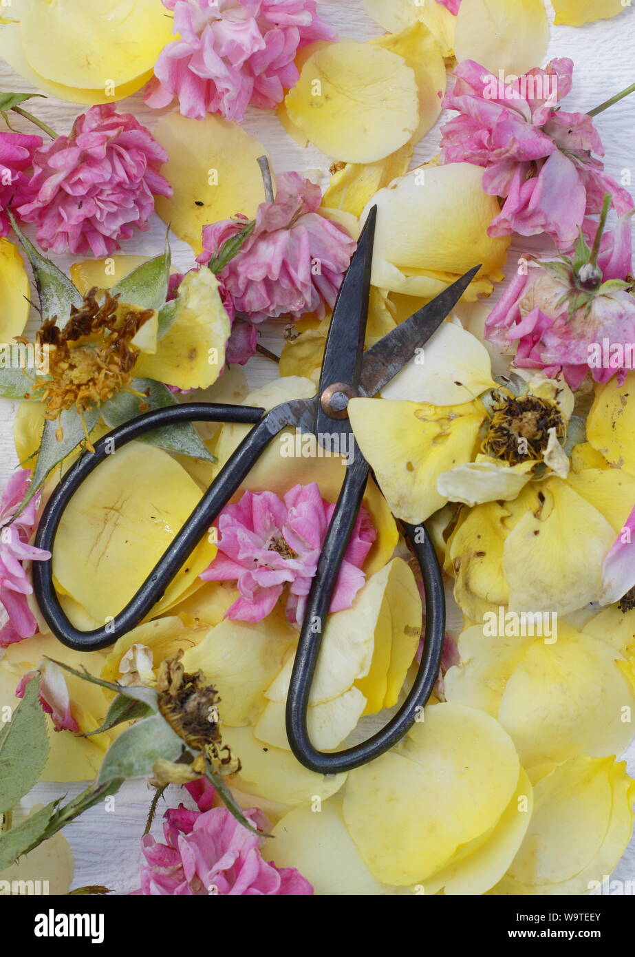 Rosa. Rose deadheads on textured white background in summer. UK Stock Photo