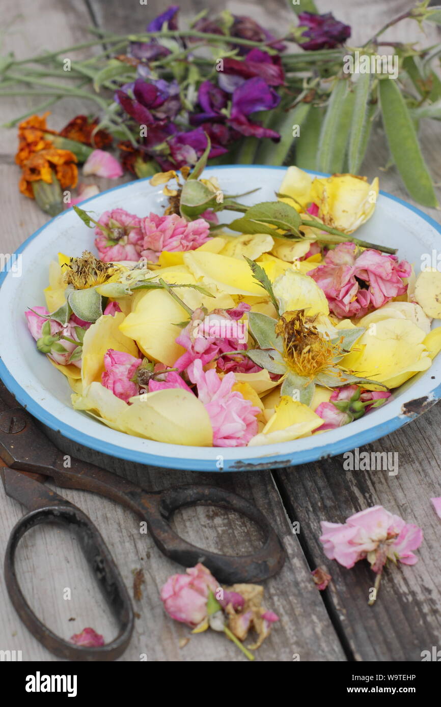 Flower deadheads - roses, marigolds and sweet peas - in blue plate on outdoor wooden table in a summer garden. UK Stock Photo