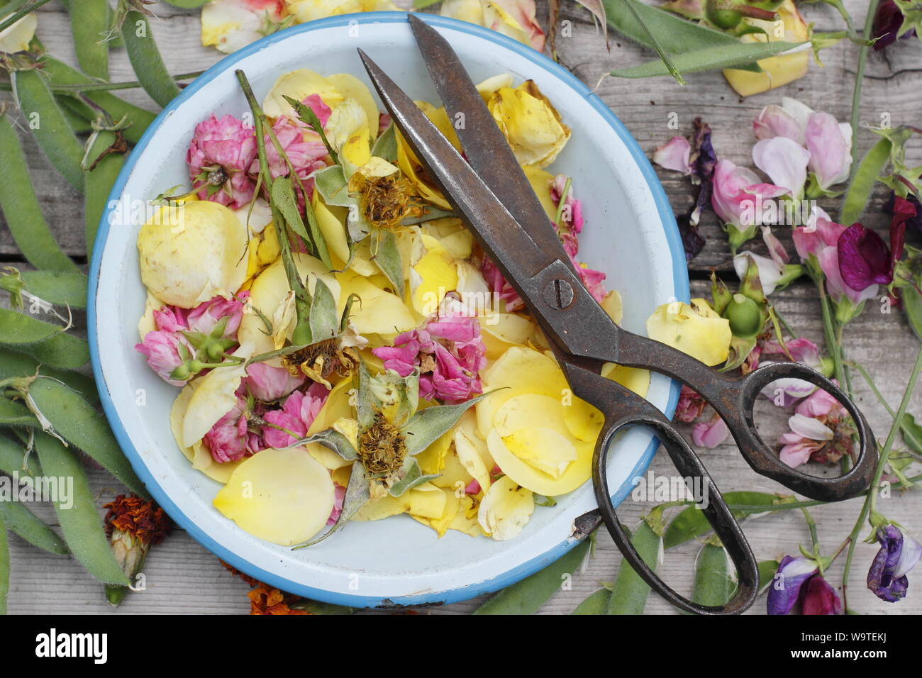 Flower deadheads - roses, marigolds and sweet peas - in blue plate on outdoor wooden table in a summer garden. UK Stock Photo