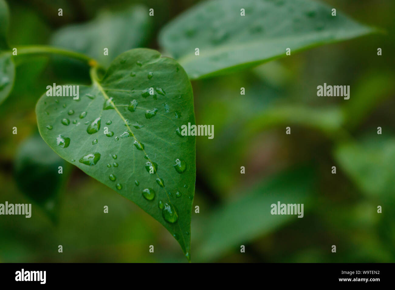 Green wet leaves hi-res stock photography and images - Alamy