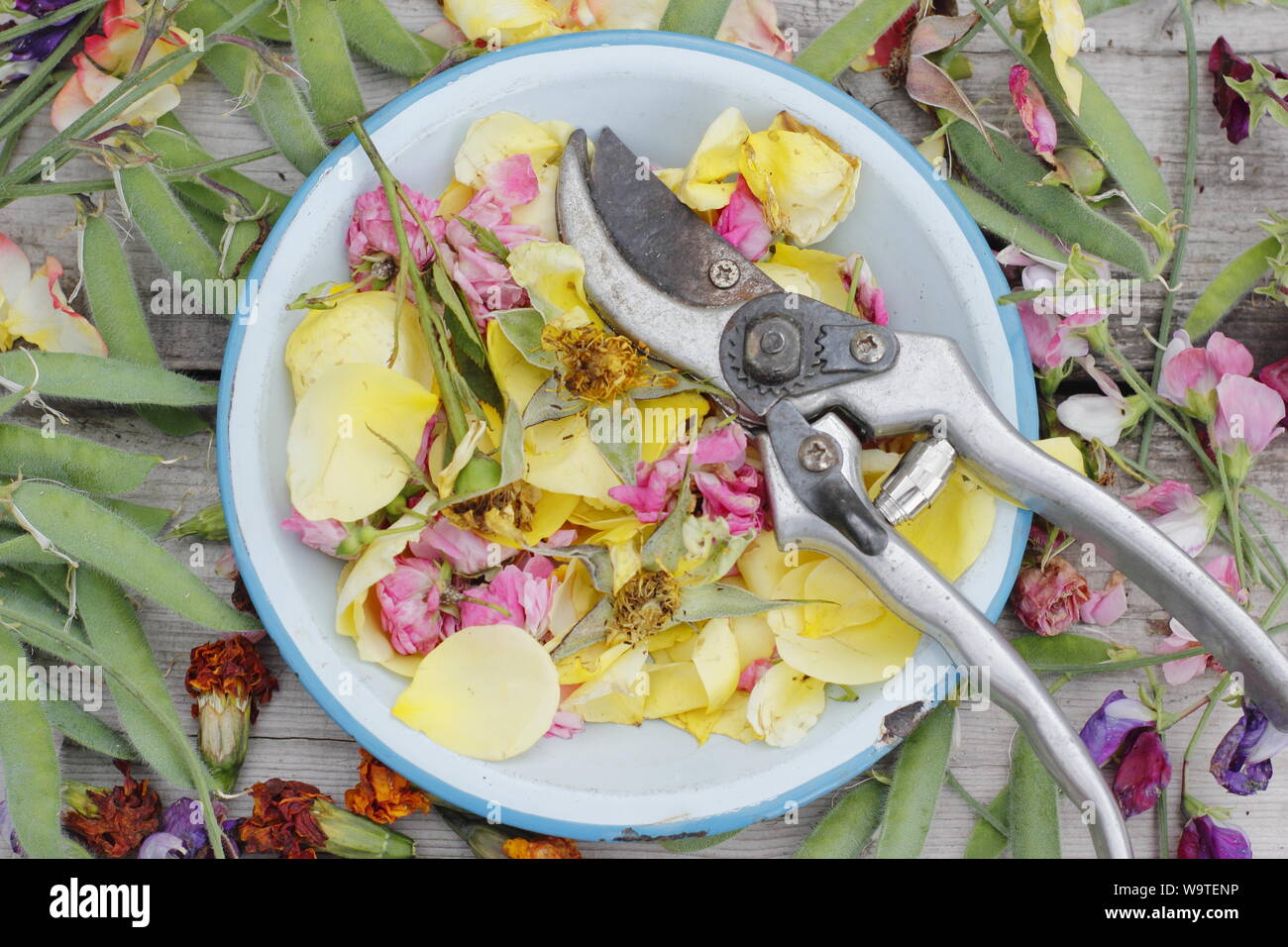 Flower deadheads of sweet peas, roses and marigolds, on blue plate with secateurs in summer. UK Stock Photo