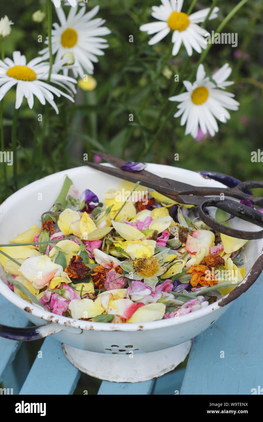 Flower deadheads - roses, marigolds and sweet peas - collected into an old colander in a summer garden. UK Stock Photo