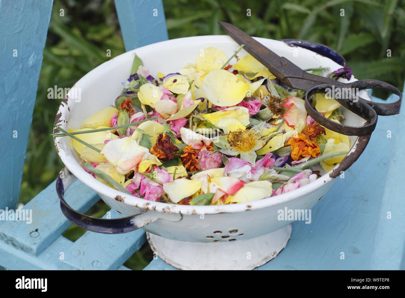 Flower deadheads - roses, marigolds and sweet peas - collected into an old colander in a summer garden. UK Stock Photo