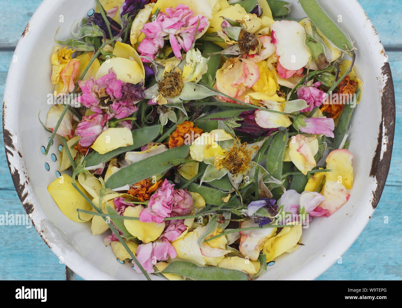 Freshly deadheaded flowers - roses, sweet peas and marigolds - collected into a metal colander in a summer garden. UK Stock Photo