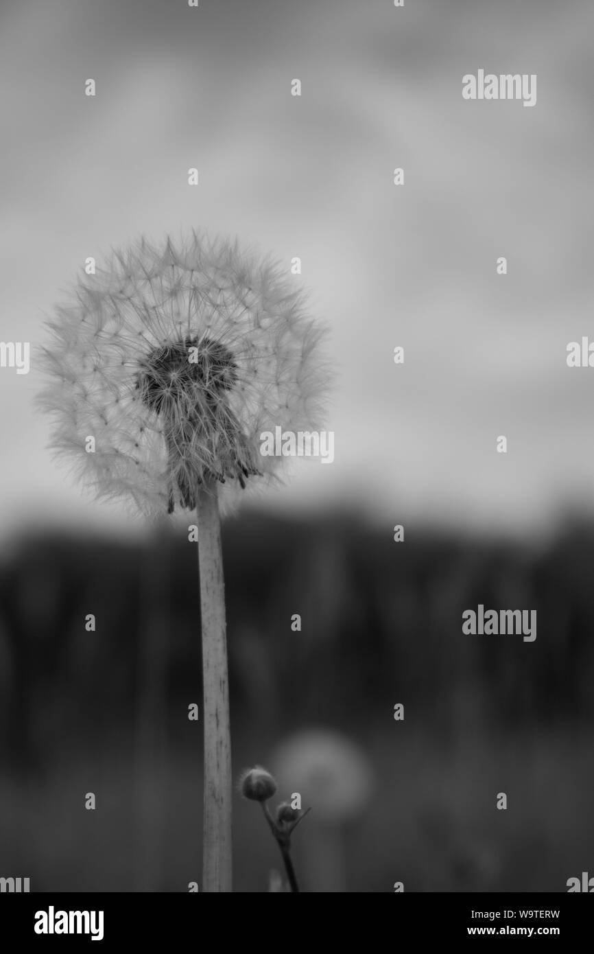 Dandelion in black and white Stock Photo