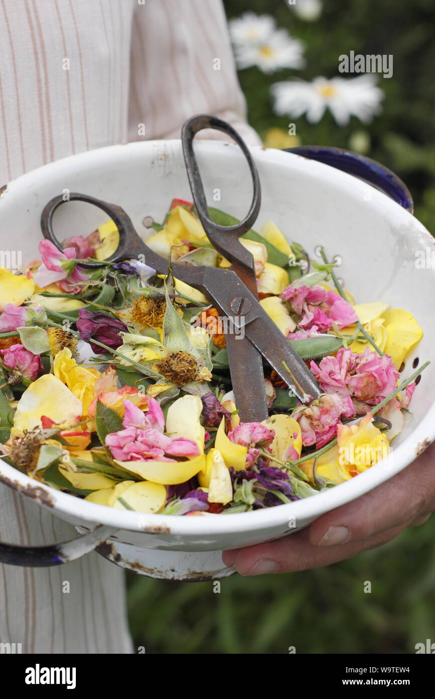 Flower deadheads - roses, marigolds and sweet peas - collected into an old colander in a summer garden. UK Stock Photo
