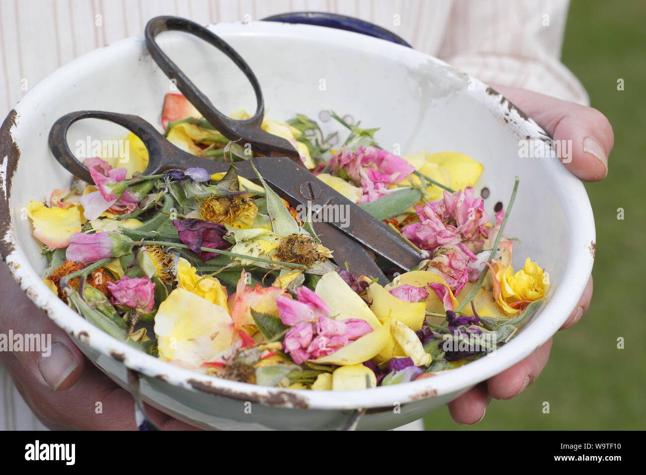 Flower deadheads - roses, marigolds and sweet peas - collected into an old colander by a male gardener in a summer garden. UK Stock Photo
