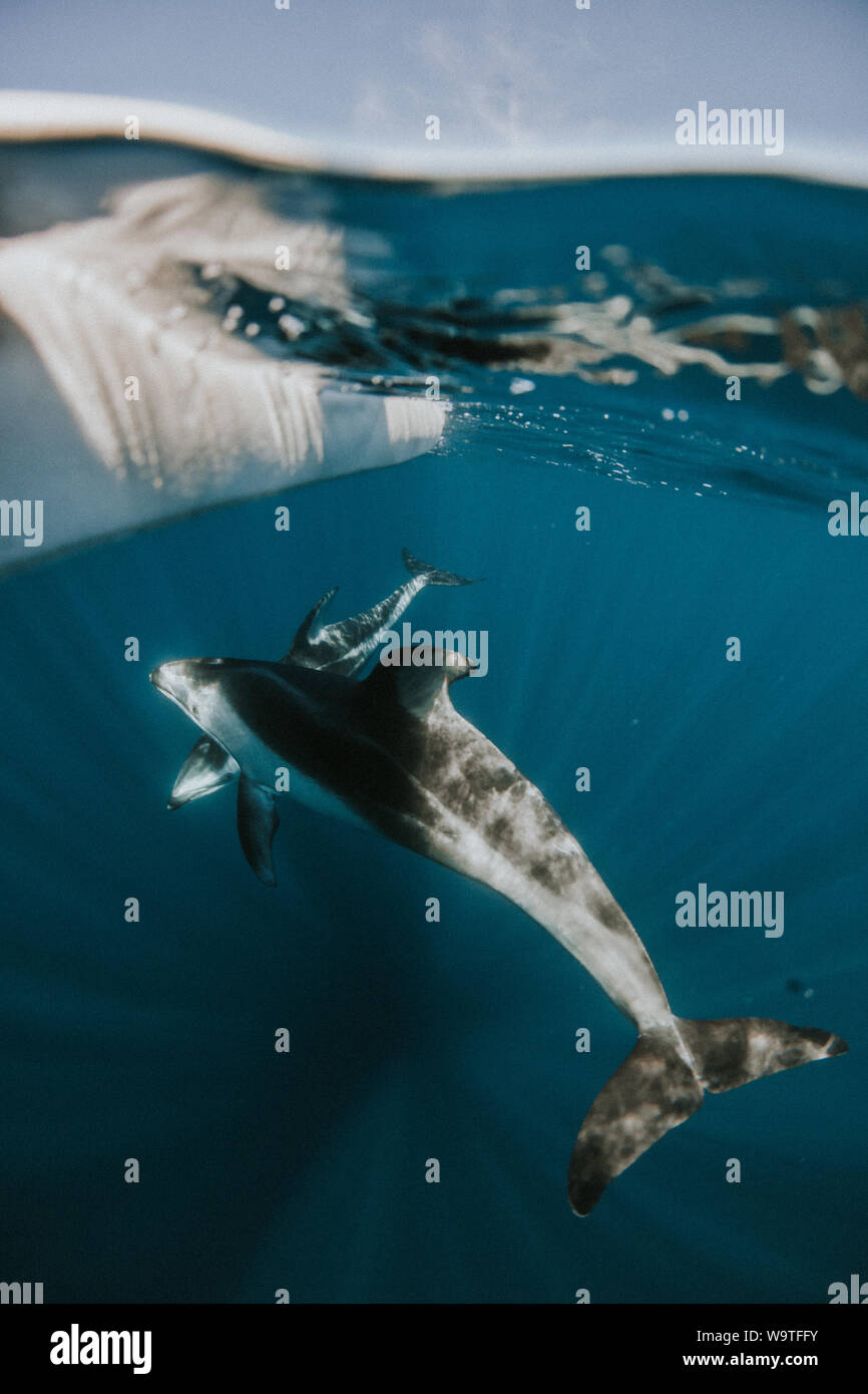 Dolphin swimming under a paddleboard, California, United States Stock