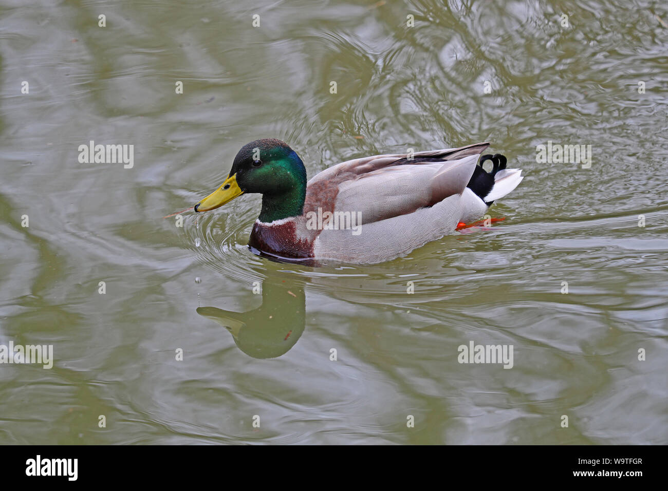 male mallard or duck or drake close up Latin name Anas platyrhynchos ...