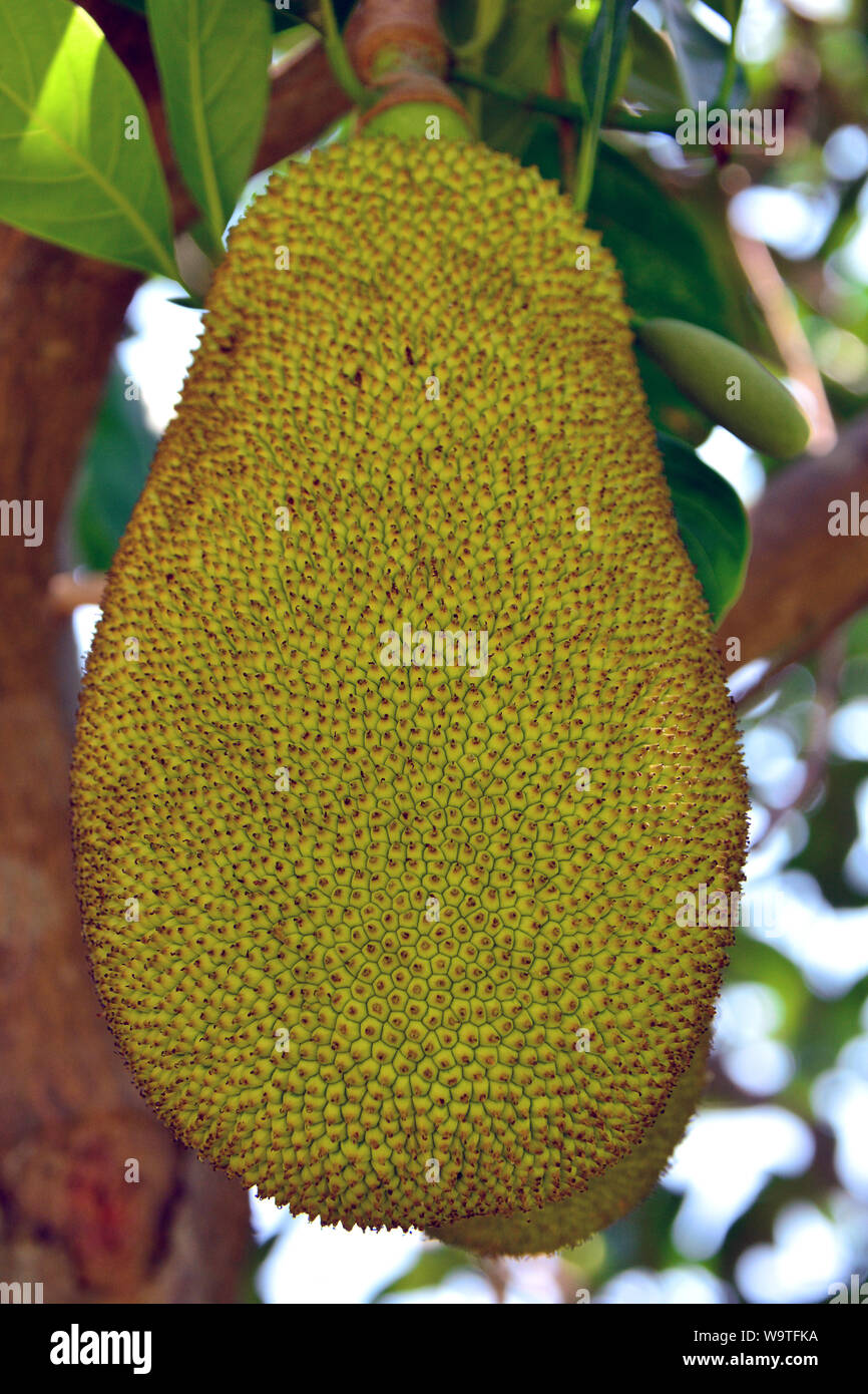 Jackfruit Jackfruchtbaum Jackfrucht Artocarpus Heterophyllus Thailand Asia Stock Photo Alamy
