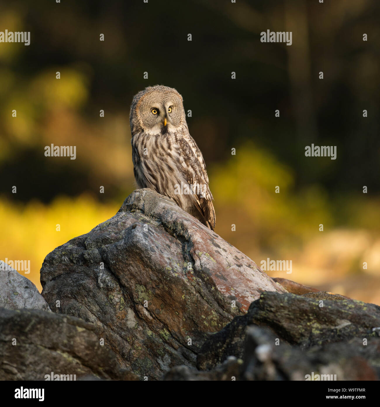 Great Grey Owl / Bartkauz (Strix nebulosa) perched on a rock, first morning light, in front of autumnal coloured woods. Stock Photo