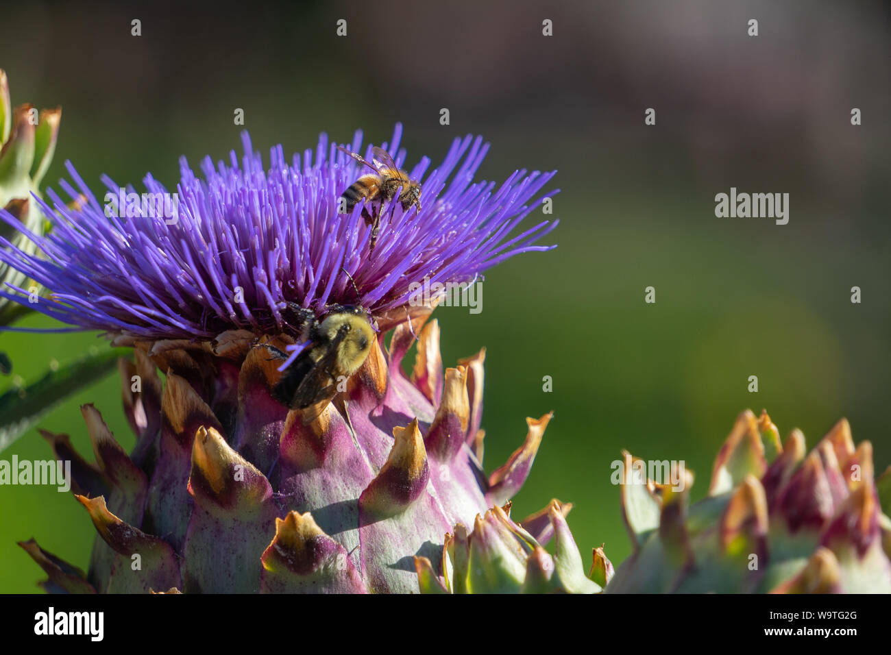 The thistle proved to be irresistible to the bees. They loved it! Stock Photo