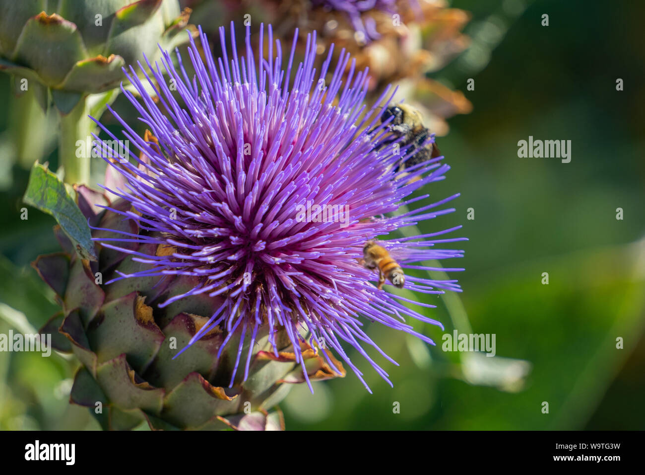 The thistle proved to be irresistible to the bees. They loved it! Stock Photo