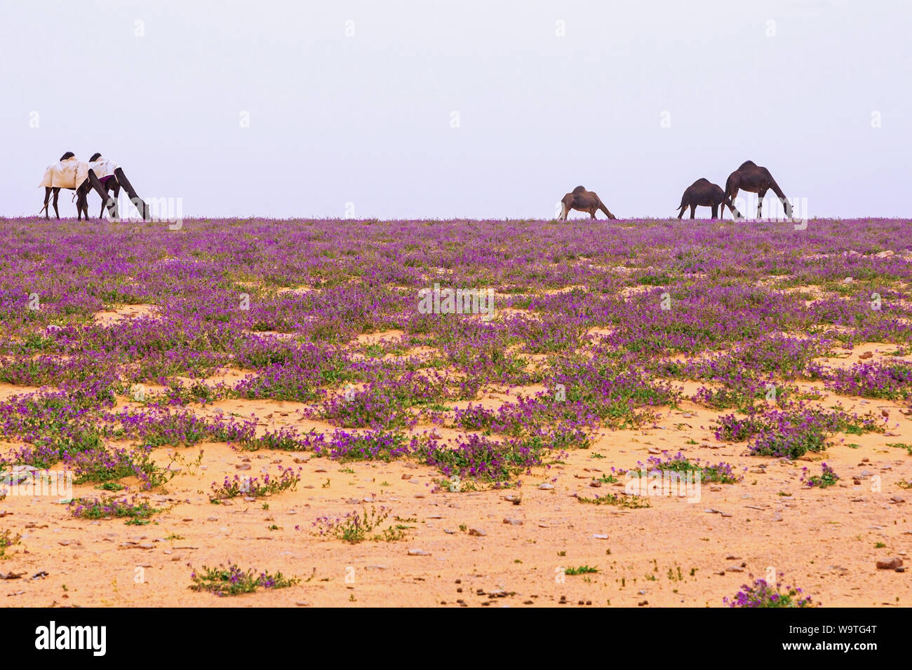 Five Camels grazing in the desert, Riyadh, Desert Stock Photo