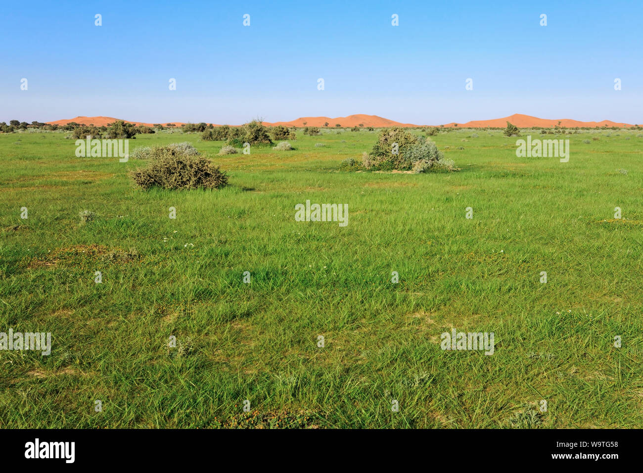 Lush desert landscape after the rain, Riyadh, Saudi Arabia Stock Photo ...
