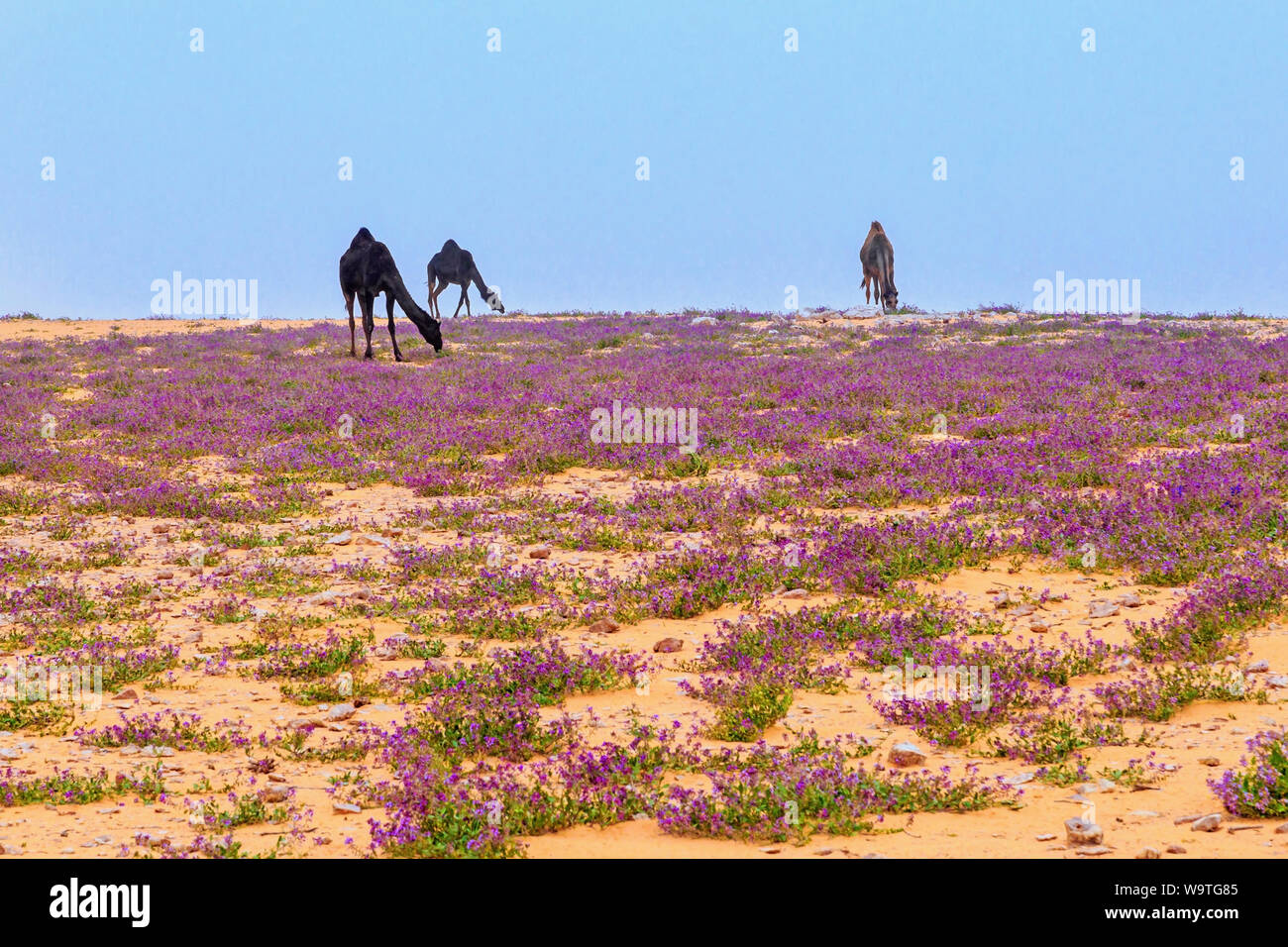 Three camels grazing in the desert, Riyadh, Saudi Arabia Stock Photo