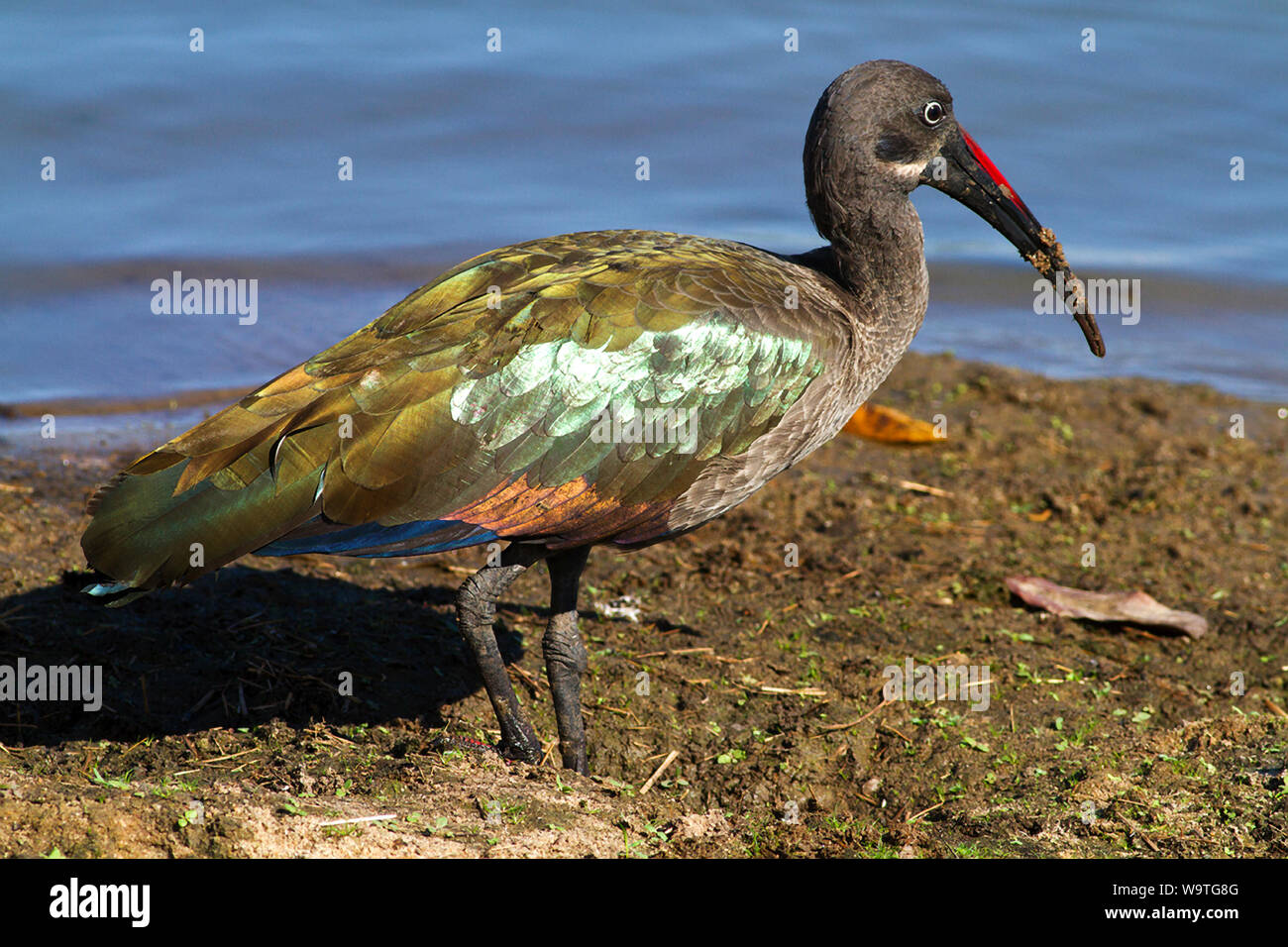 A widespread and common bird of wetlands and grasslands. The Hadada