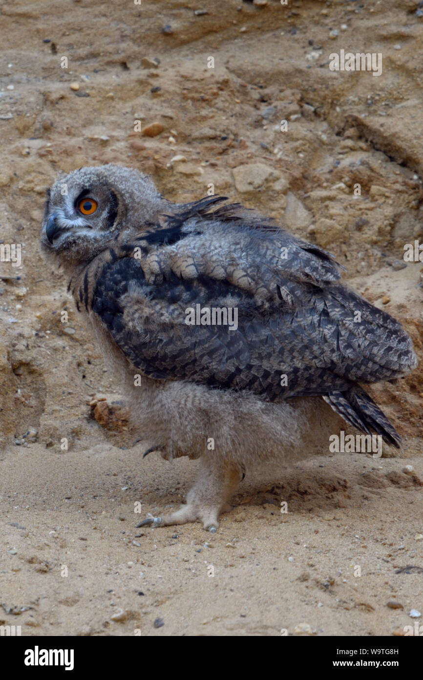 Eurasian Eagle Owl / Europaeischer Uhu ( Bubo bubo ), young chick, owlet in a sand pit, waldking, exploring its surrounding, wildlife, Europe. Stock Photo