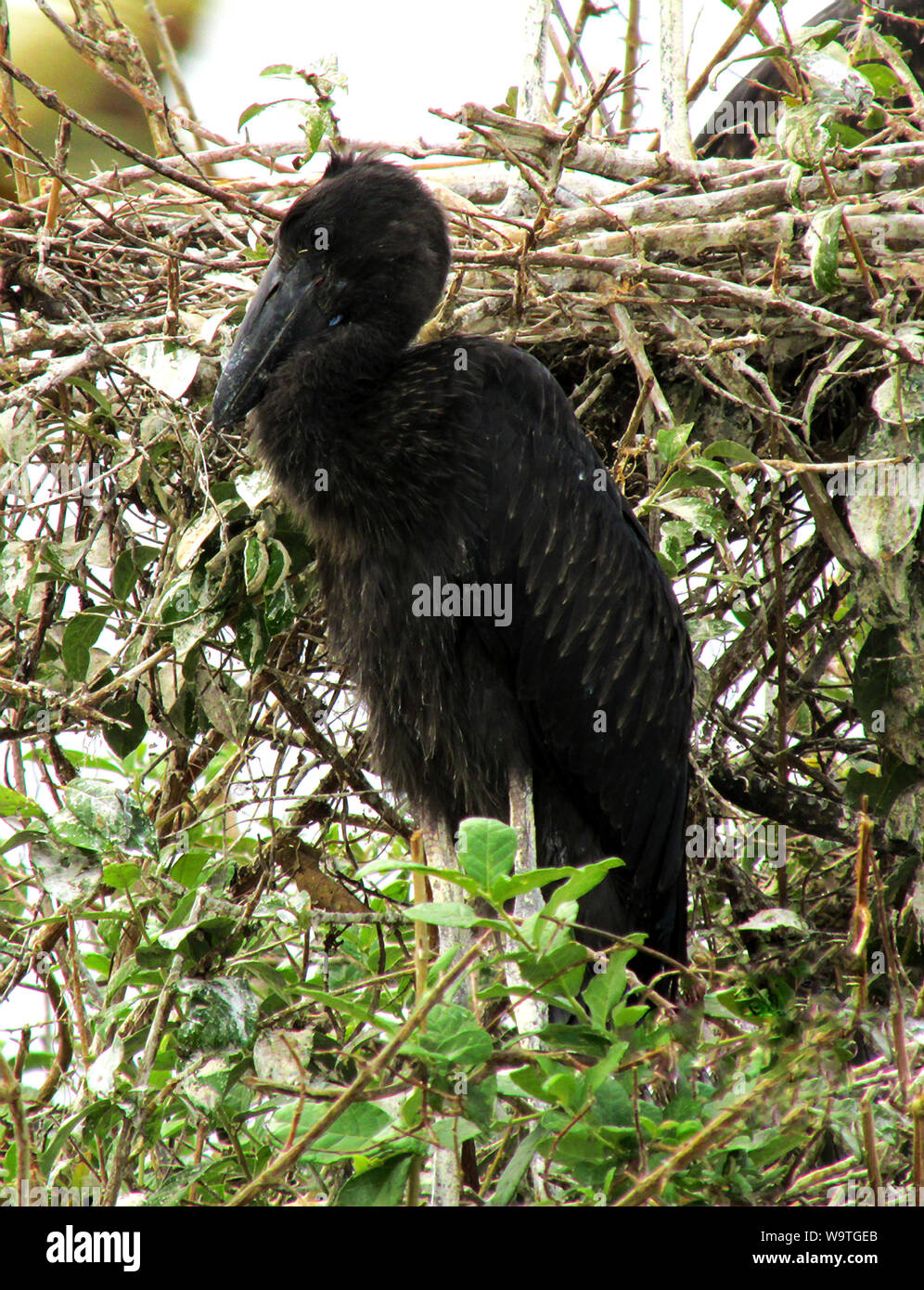 A fledgling African Openbill Stork waits patiently for its parents to return to the nest with food. The fast growning chicks demand regular feeding Stock Photo