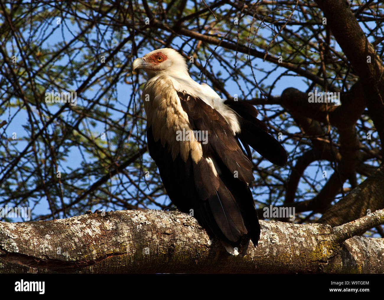 The Palmnut Vulture is a peculiar bird with a diet of palm fruits and