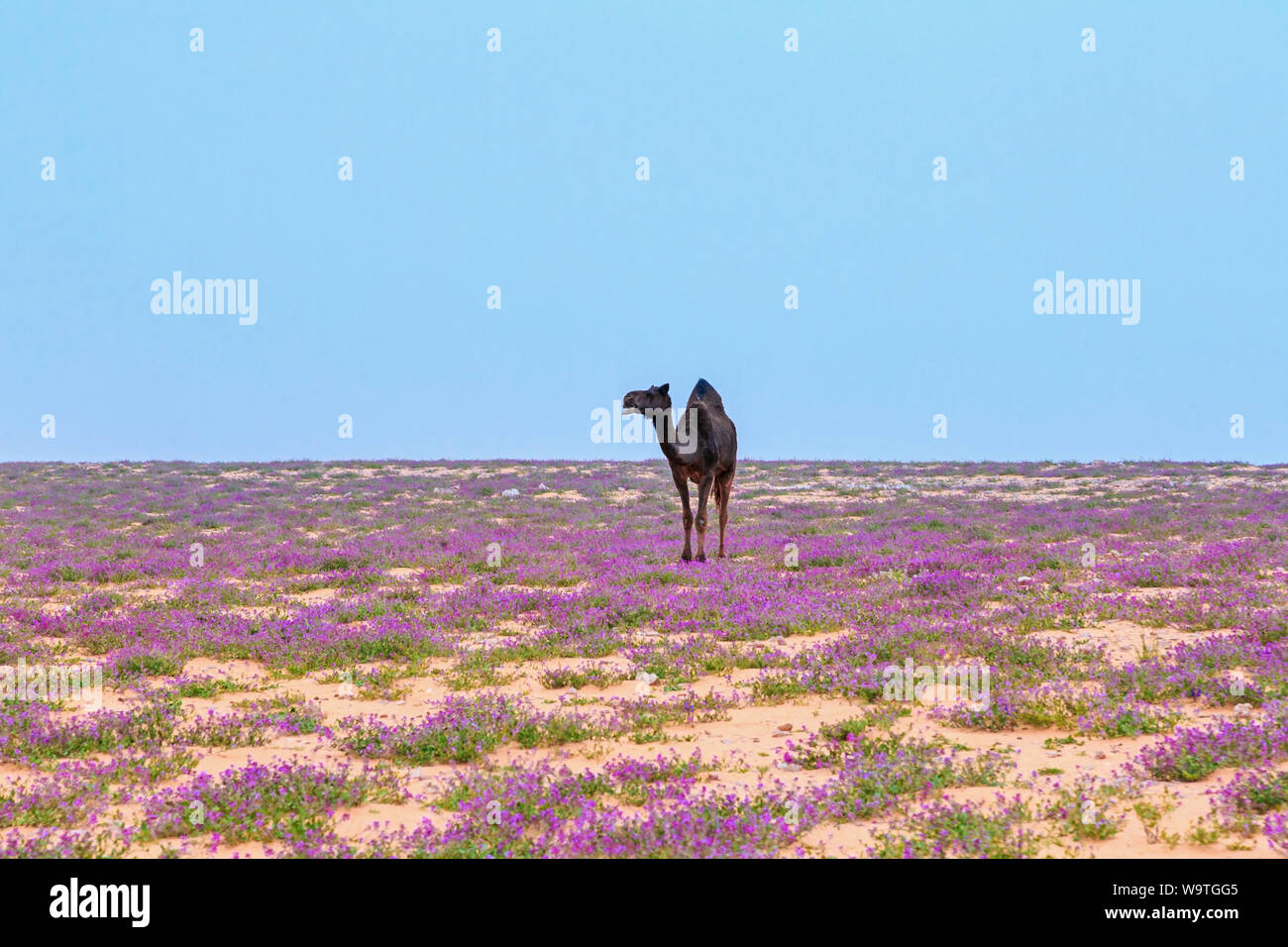 Camel standing in the desert, Riyadh, Saudi Arabia Stock Photo