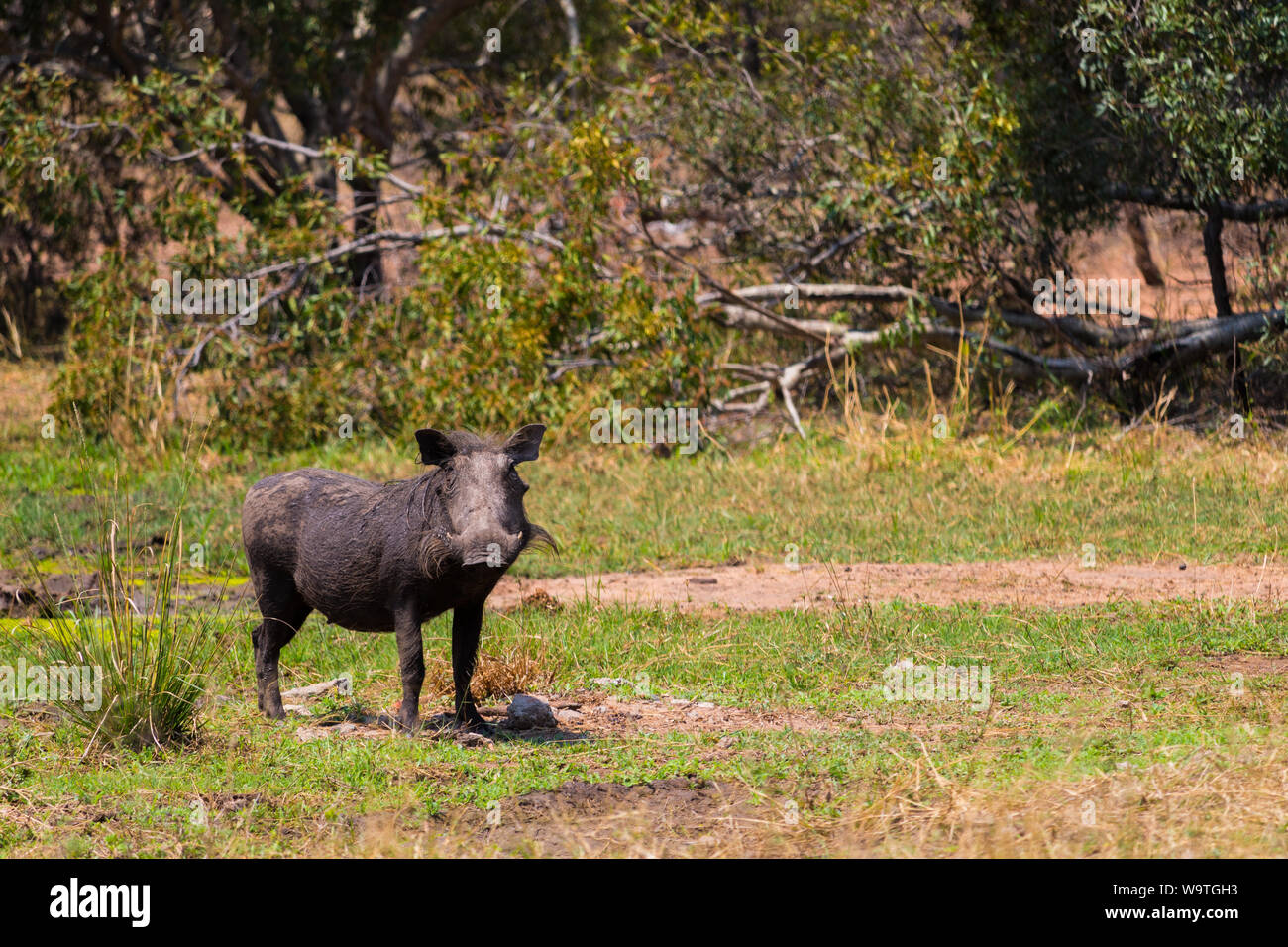 Warthog is eating grass in the Kruger nature reserve on an African safari on my honeymoon in October 2017 Stock Photo