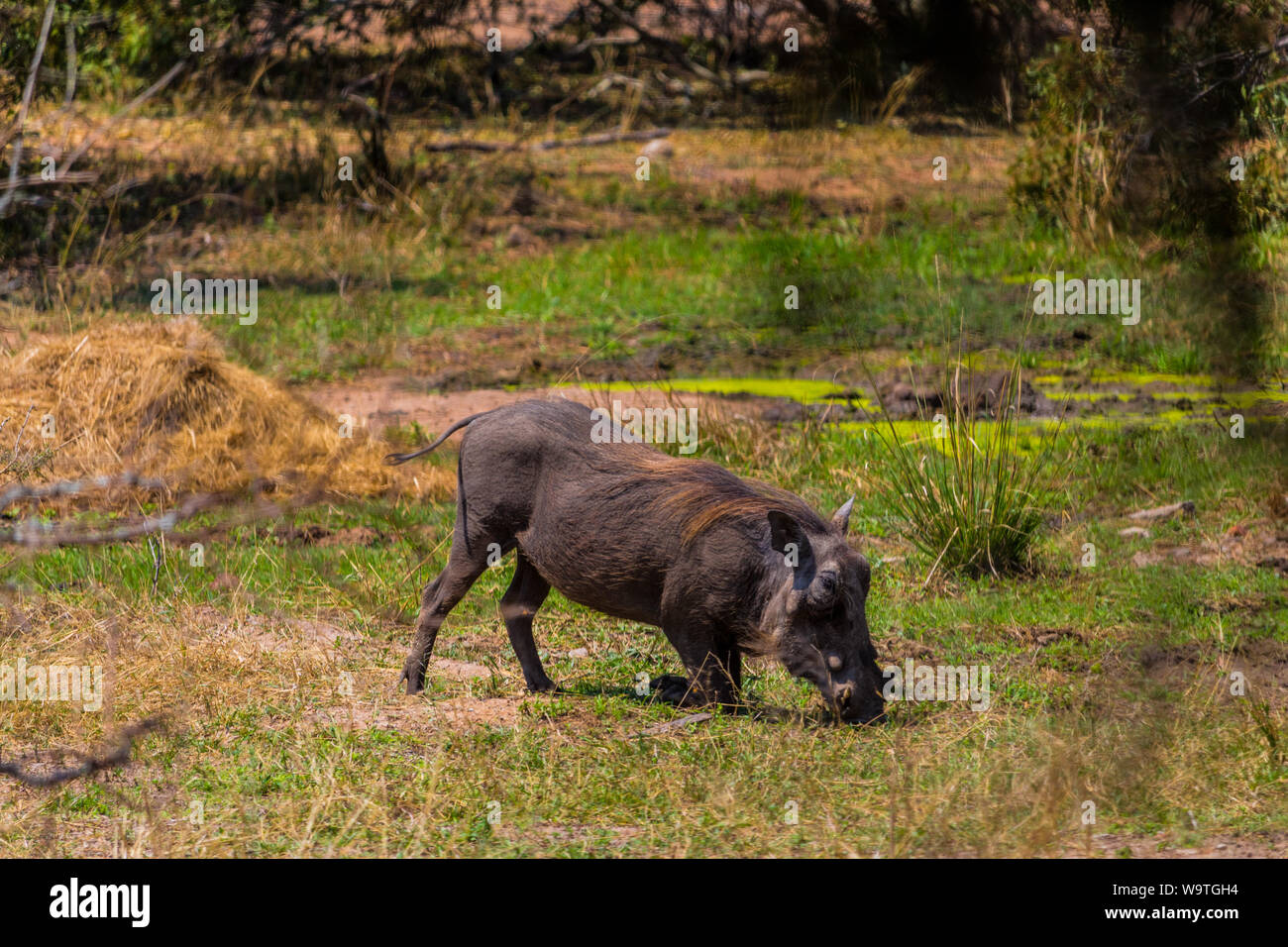 Warthog eating grass in the Kruger nature reserve on an African safari on my honeymoon in October 2017 Stock Photo