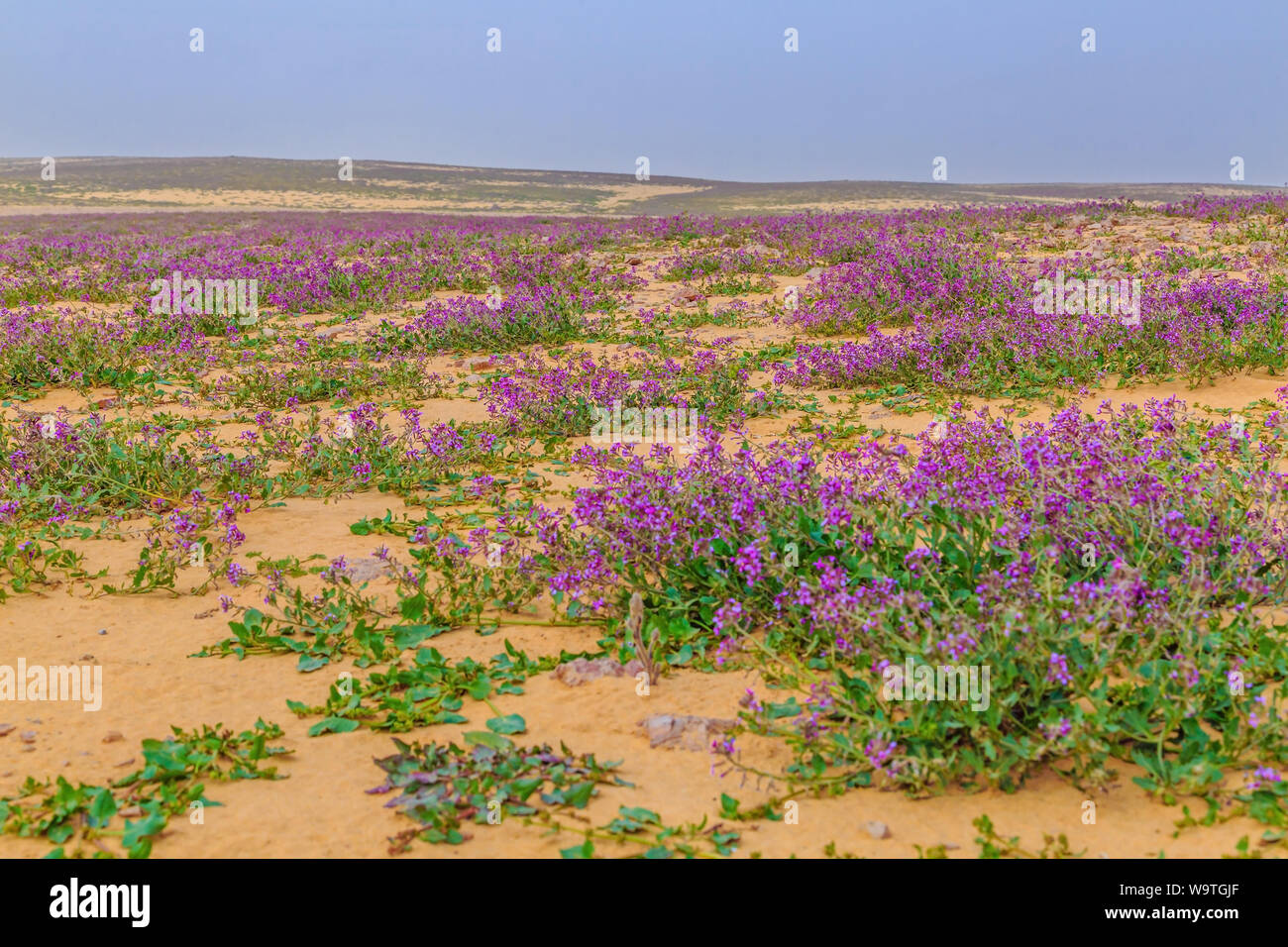 When the Flowers Bloom in Riyadh, Saudi Arabia: A Vibrant Oasis