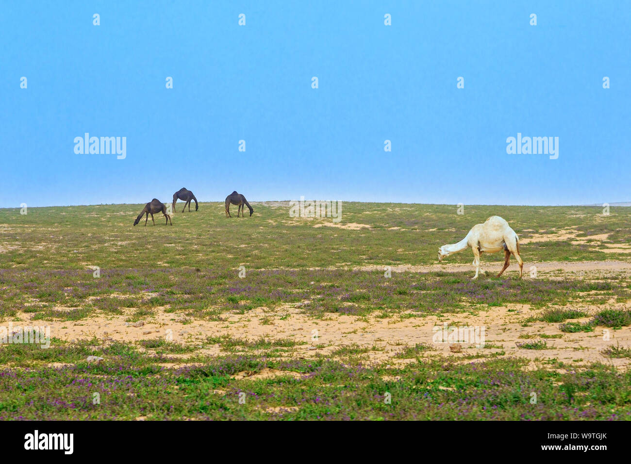 Four camels grazing in the desert, Saudi Arabia Stock Photo
