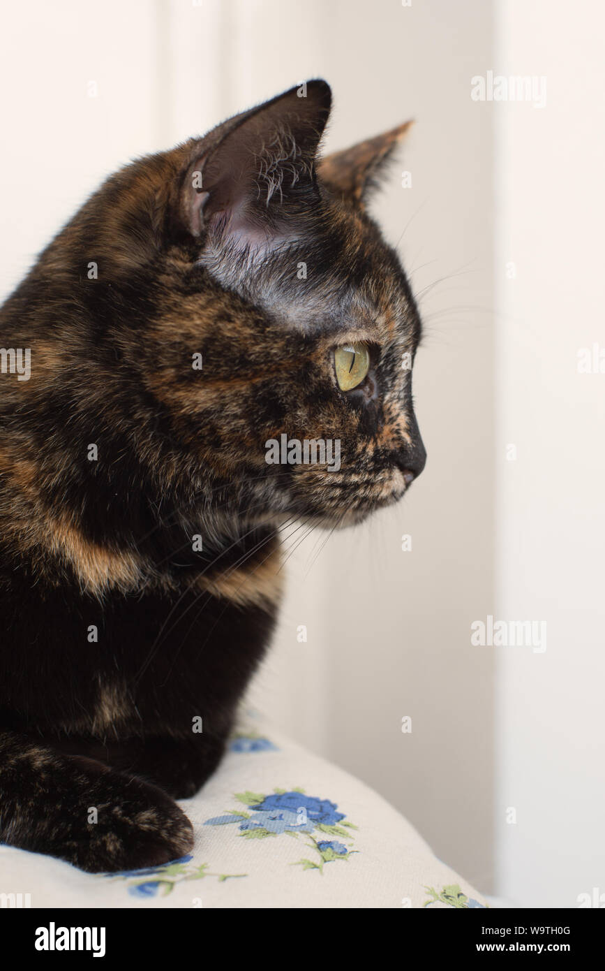 Cat head side view hi-res stock photography and images - Alamy