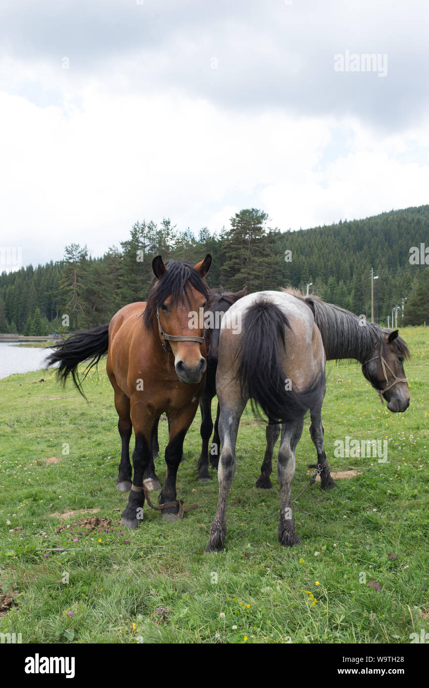 Two horses standing in a field, Bulgaria Stock Photo