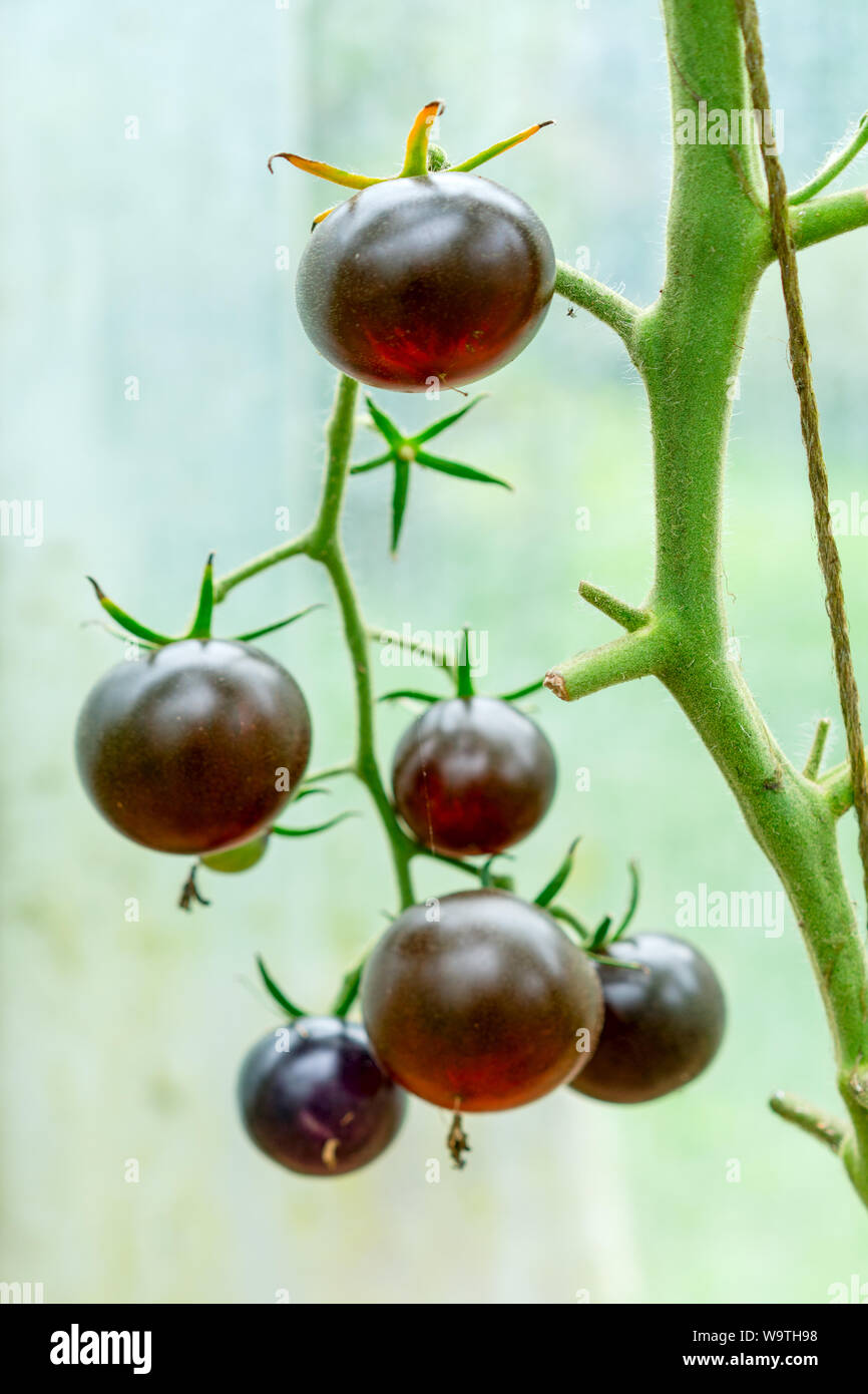The Black Tomato, Indigo Rose, Ripening on a Vine in a Greenhouse Stock ...