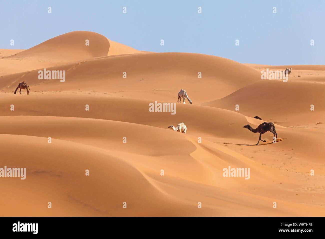 Five Camels grazing in the desert, Riyadh, Saudi Arabia Stock Photo