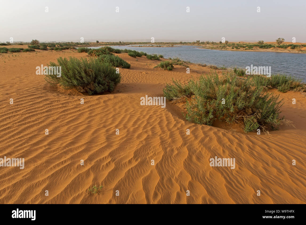 Lush desert landscape after the rain, Riyadh, Saudi Arabia Stock Photo