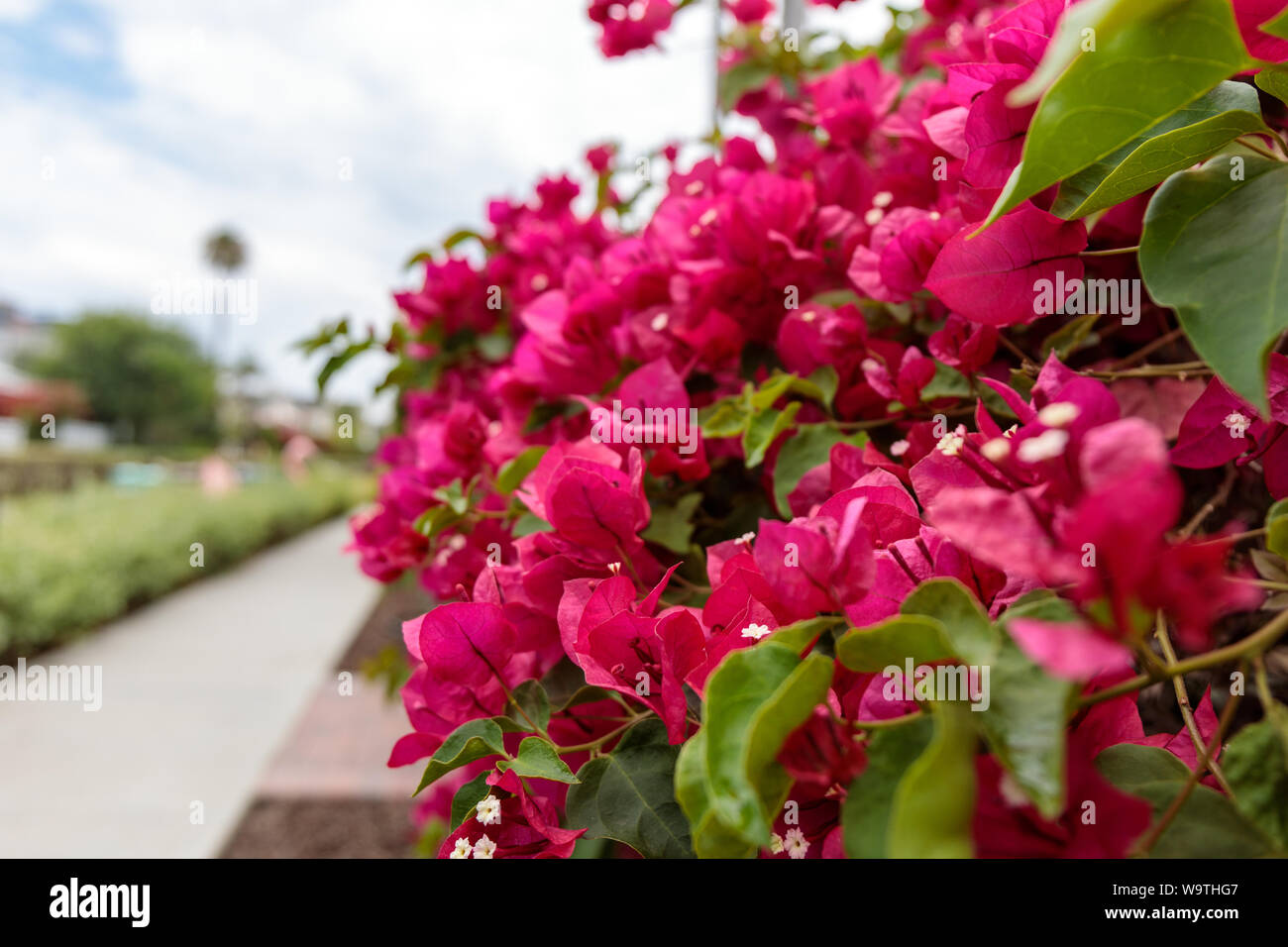 View of flowers at Venice Canals in CA, US Stock Photo
