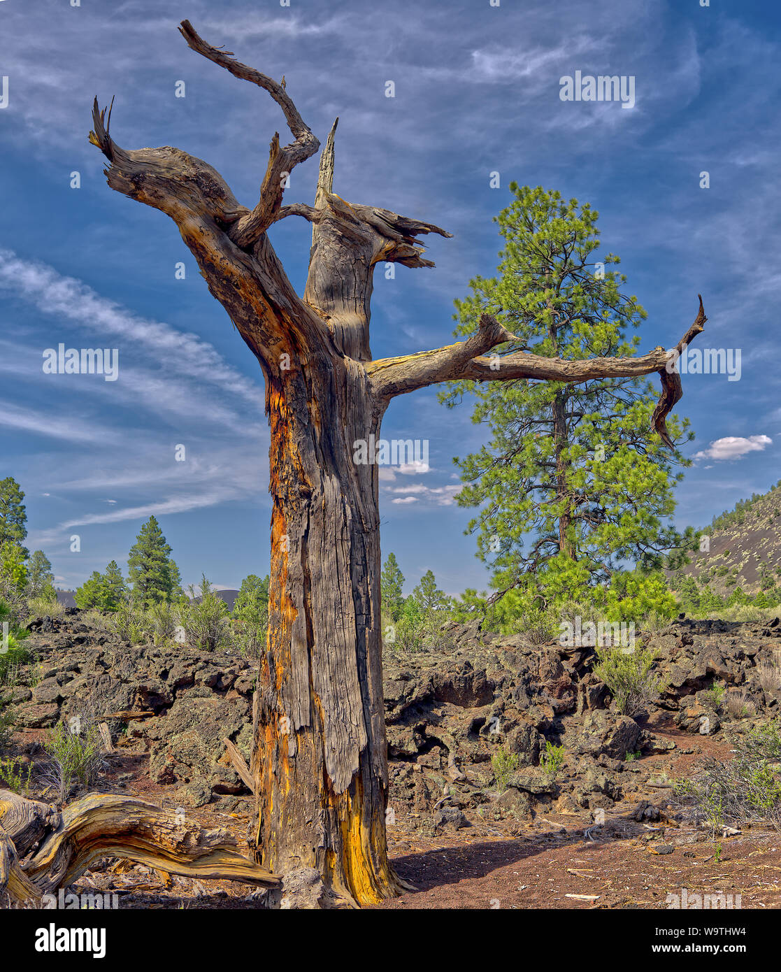 Dead Tree Near Sunset Crater National Monument, Arizona, United States Stock Photo