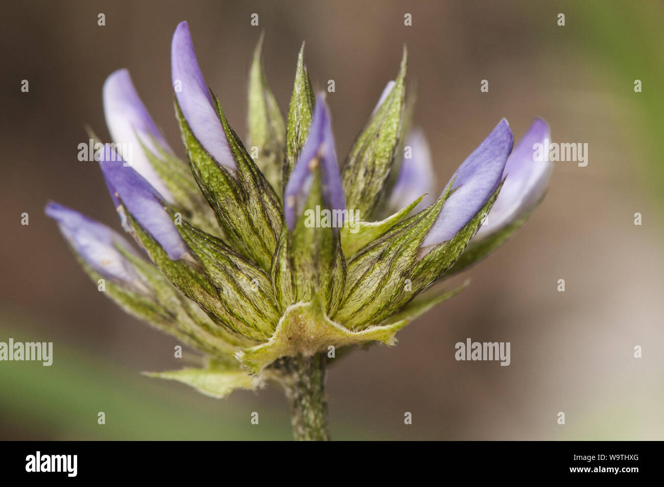 Bituminous bituminaria the Arabian pea or pitch trefoil plant with purple and white flowers with the smell of bitumen green background blurred natural Stock Photo